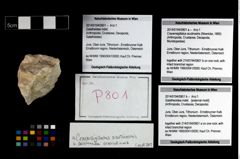 Foto (Objekt + Etikett) von Galatheoidea indet.  (NHMW-GEO-2014-0194-0801b)